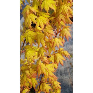 Acer palmatum 'Orange Dream' / Erable du Japon orange