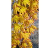 Acer palmatum 'Orange Dream' / Erable du Japon orange