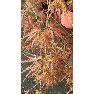 Acer palmatum dissectum 'Garnet' / Erable du Japon Ã  feuilles rouge trÃ¨s dÃ©coupÃ©es