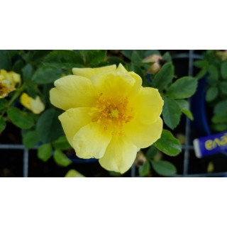 DECOROSIER SUNEVAÂ® 'Noalesa' / Rosier paysager jaune SUNEVAÂ®