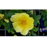 DECOROSIER SUNEVAÂ® 'Noalesa' / Rosier paysager jaune SUNEVAÂ®