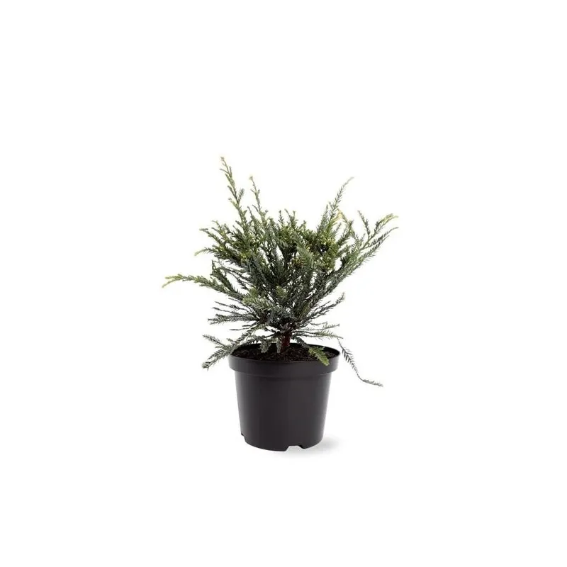 Sequoia sempervirens Adpressa 3 ltr