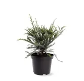 Sequoia sempervirens Adpressa 3 ltr