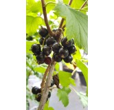 Ribes nigrum 'Blackdown' / Cassissier 'Blackdown'