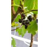 Ribes nigrum 'Costwold Cross' / Cassissier 'Costwold Cross'