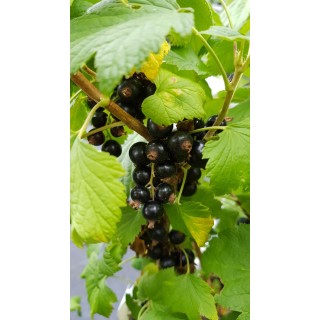 Ribes nigrum 'Noir de Bourgogne' / Cassissier 'Noir de Bourgogne'