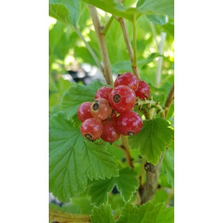 Ribes rubrum 'Red Lake' / Groseillier Ã  grappes 'Red Lake'