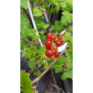 Ribes rubrum 'London Market' / Groseillier Ã  grappes 'London Market'