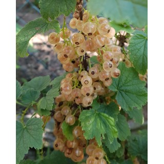 Ribes rubrum 'Cerise Blanche' / Groseillier Ã  grappes 'Cerise Blanche'