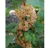 Ribes rubrum 'Cerise Blanche' / Groseillier Ã  grappes 'Cerise Blanche'