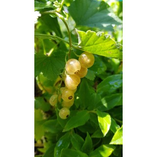 Ribes rubrum 'Versaillaise Blanche' / Groseillier Ã  grappes 'Versaillaise Blanche'