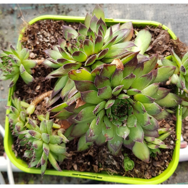 Sempervivum 'Black Top' / Joubarbe Ã  rosette verte Ã  pointes pourpres