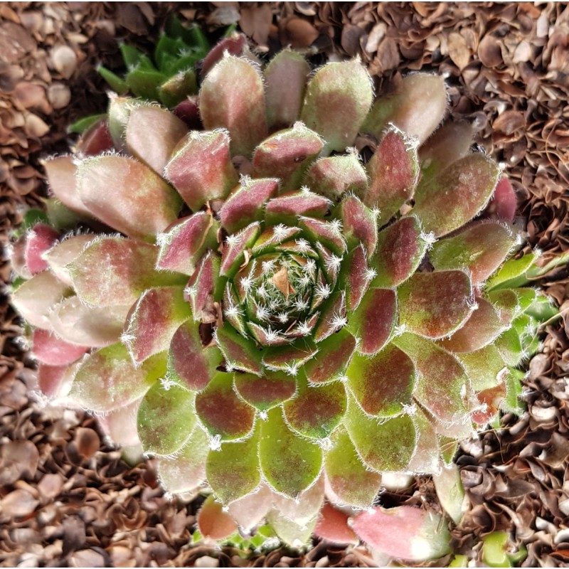 Sempervivum 'Cassiopea' / Joubarbe Ã  rosette verte et violines