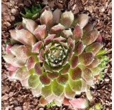 Sempervivum 'Cassiopea' / Joubarbe Ã  rosette verte et violines