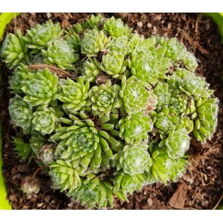 Sempervivum 'Sirius' / Joubarbe Ã  rosette verte et coeur blanc