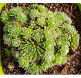 Sempervivum 'Sirius' / Joubarbe Ã  rosette verte et coeur blanc