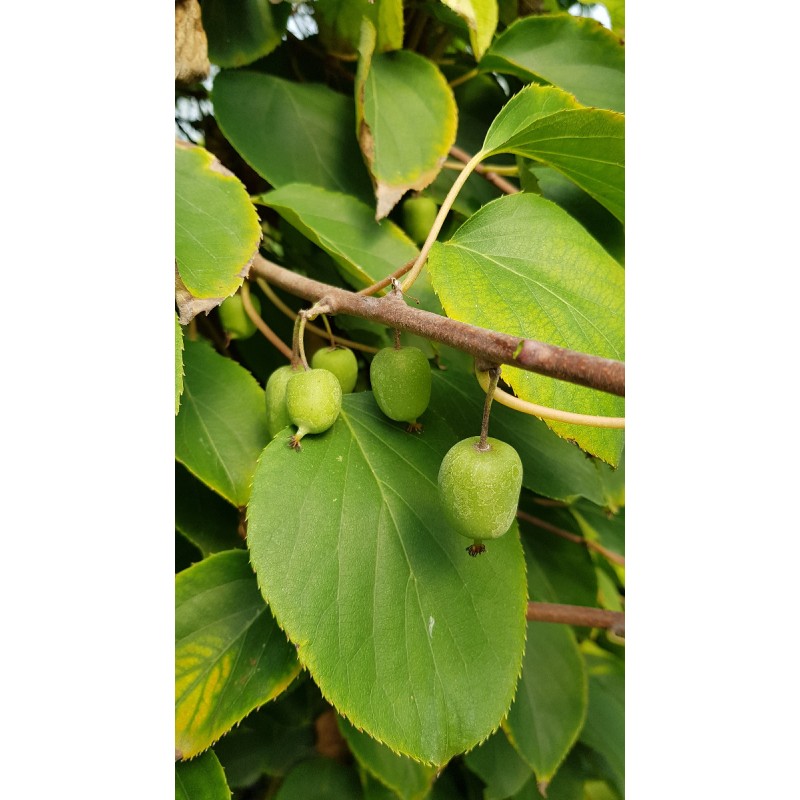 Actinidia arguta 'IssaÃ¯'/ KiwaÃ¯ 'IssaÃ¯' (Autofertile)