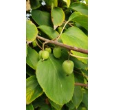 Actinidia arguta 'IssaÃ¯'/ KiwaÃ¯ 'IssaÃ¯' (Autofertile)