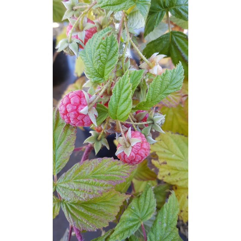 Rubus idaeus 'Versailles' / Framboisier 'Versailles' (Remontant)