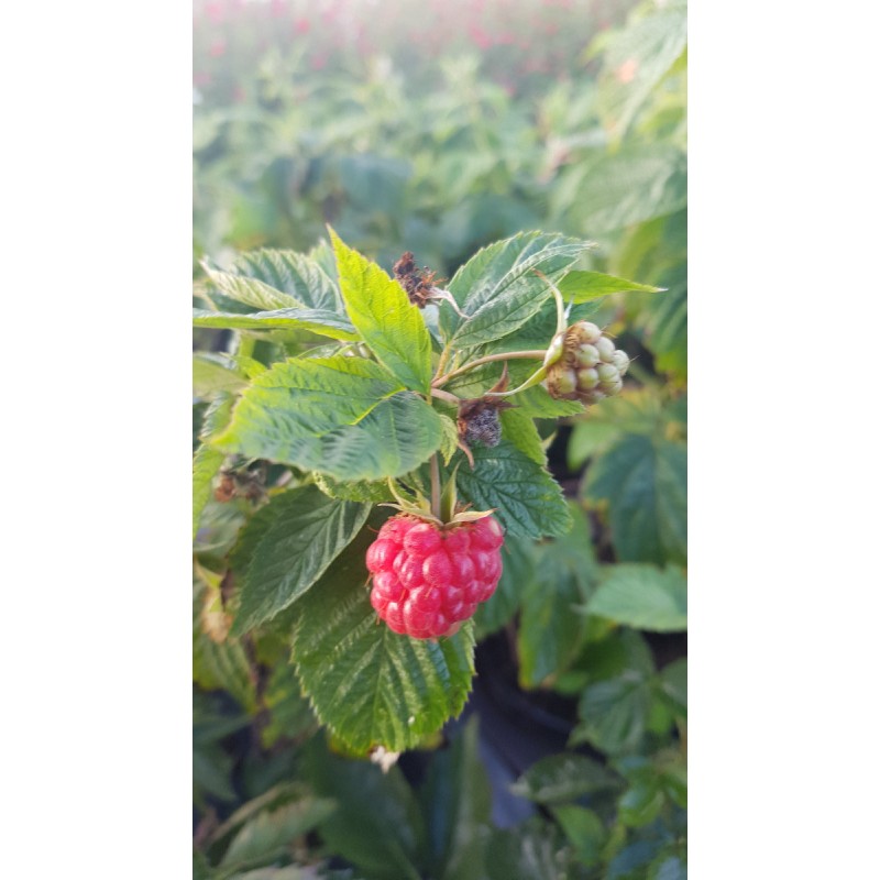 Rubus idaeus LOWBERRYÂ® 'Little Sweet Sister'/ Framboisier LOWBERRYÂ® 'Little Sweet Sister' (Remontant)