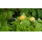 Rubus idaeus 'Fall Gold' / Framboisier 'Fall Gold' (Non remontant)