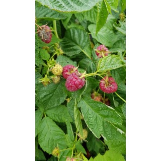 Rubus idaeus 'Heritage' / Framboisier 'Heritage' (Remontant)