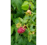 Rubus idaeus 'Tulameen' / Framboisier 'Tulameen' (Non remontant)