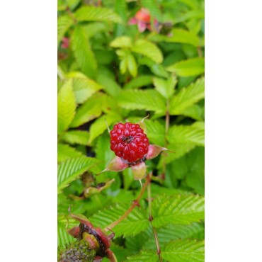 Rubus illecebrosus / Framboisier fraise (Non remontant)