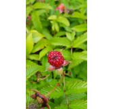 Rubus illecebrosus / Framboisier fraise (Non remontant)