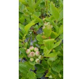 Vaccinium corymbosum 'Ivanhoe' / Myrtillier 'Ivanhoe'