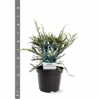 Sequoia sempervirens Adpressa 3 ltr