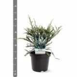 Sequoia sempervirens Adpressa 3 ltr