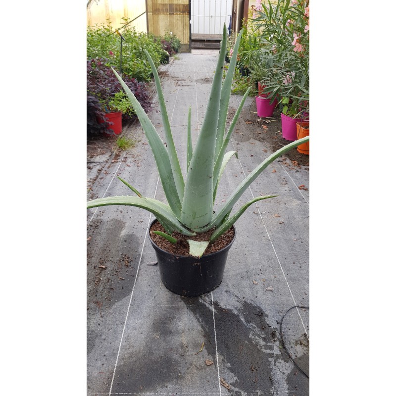 Aloe vera (In Vitro) / AloÃ¨s des barbades