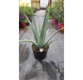 Aloe vera (In Vitro) / AloÃ¨s des barbades