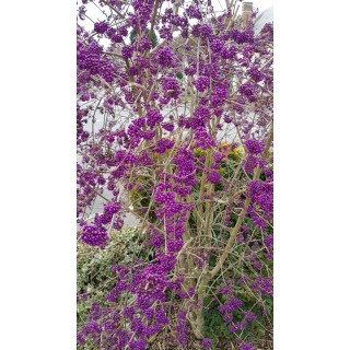 Callicarpa bodinieri 'Profusion' / Arbuste aux bonbons pourpre