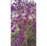 Callicarpa bodinieri 'Profusion' / Arbuste aux bonbons pourpre