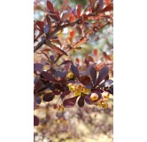 Berberis thunbergii f. Atropurpurea / Ã‰pine-vinette de Thunberg Atropurpurea