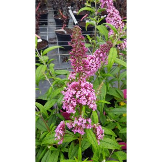 Buddleia davidii 'Pink Delight' / Arbre aux papillons rose