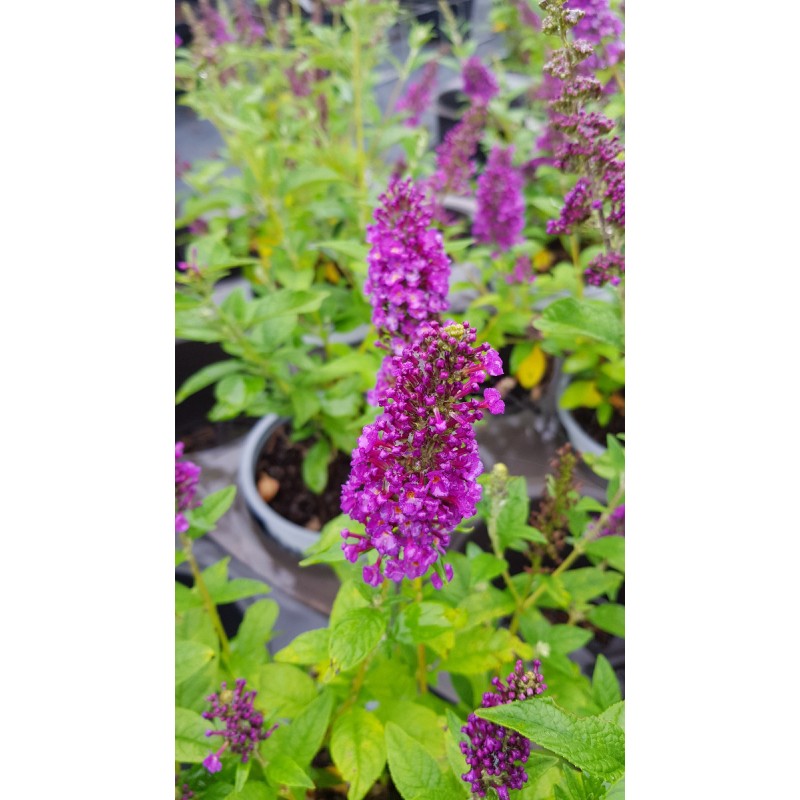 Buddleia x 'Miss Violet' / Arbre aux papillons nain violet