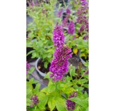 Buddleia x 'Miss Violet' / Arbre aux papillons nain violet