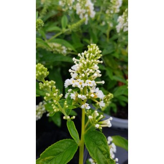 Buddleia x WHITE CHIPÂ® 'Ice Chip' / Arbre aux papillons nain blanc