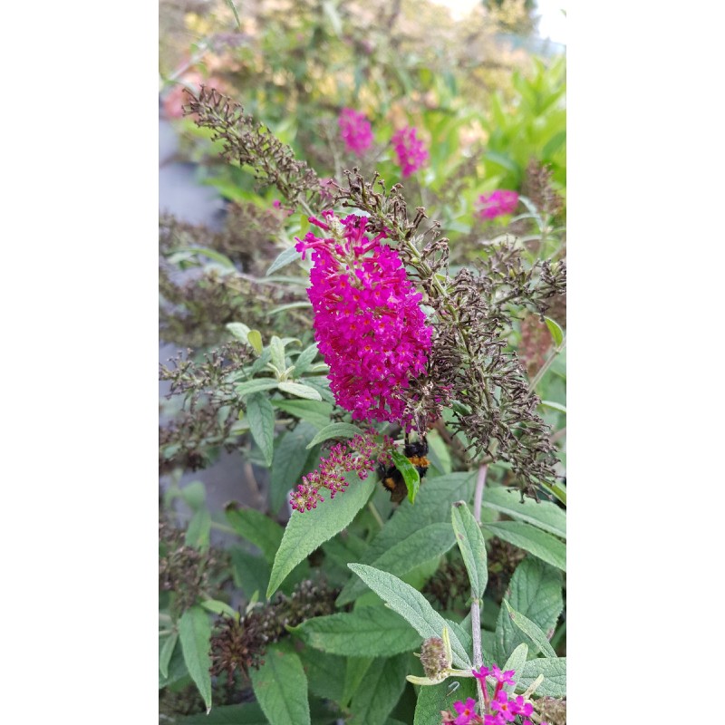 Buddleia x 'Miss Ruby' / Arbre aux papillons nain rouge