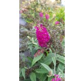 Buddleia x 'Miss Ruby' / Arbre aux papillons nain rouge