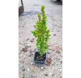 Buxus sempervirens 'ChÃ¢teau' / Buis Ã  bordures