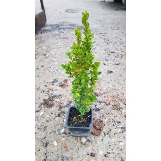 Buxus sempervirens 'ChÃ¢teau' par 25 / Buis Ã  bordures