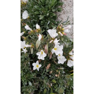 Convolvulus cneorum / Liseron arbustif