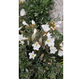 Convolvulus cneorum / Liseron arbustif