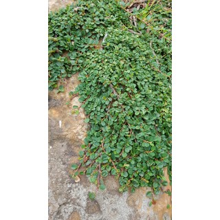 Cotoneaster dammeri 'Green Carpet' / Cotoneaster rampant