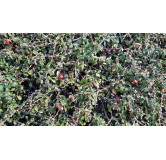 Cotoneaster microphyllus 'Streib's Findling'/ Cotoneaster rampant