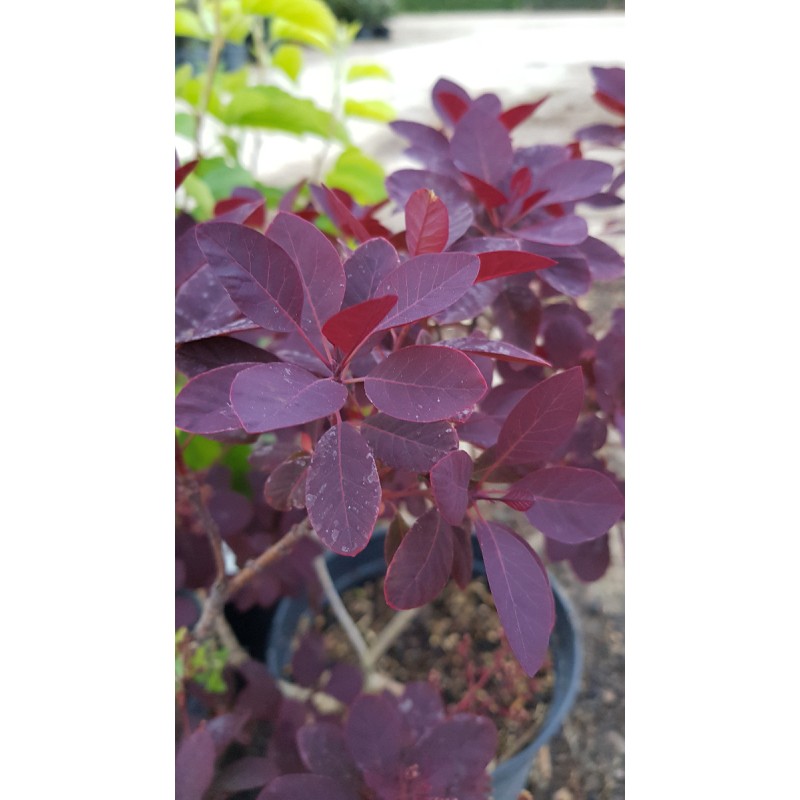 Cotinus coggygria 'Royal Purple' / Arbre Ã  perruque